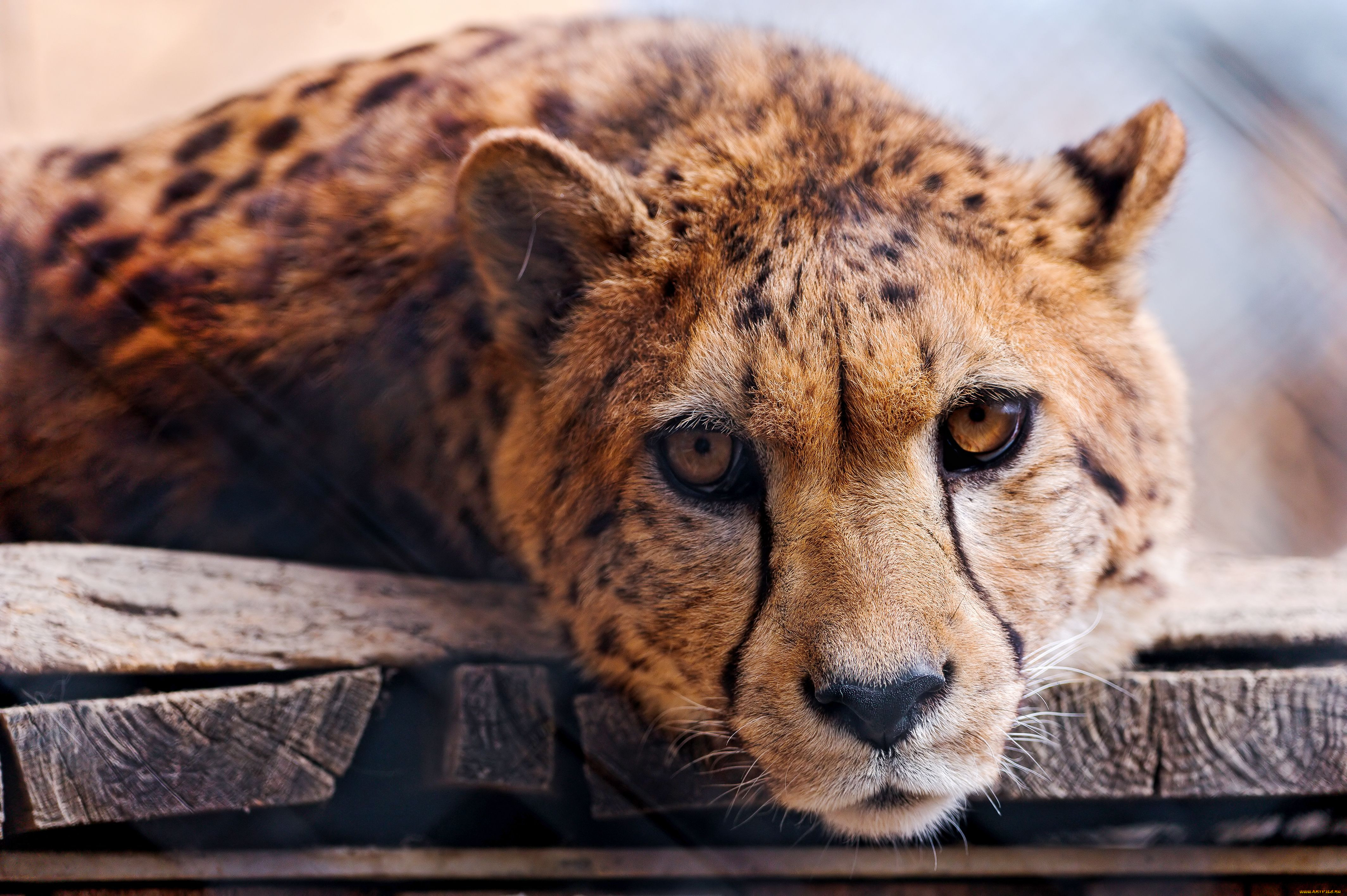 , , , cheetah, 